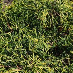 800px-chamaecyparis_obtusa_tsatsumi_gold_a1.jpg