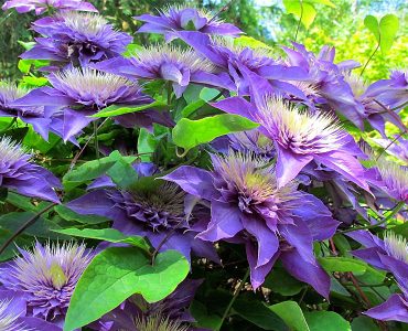 800px-clematis_multi_blue_7455581558.jpg