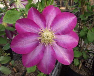 800px-clematis_patens_x_asao.jpeg