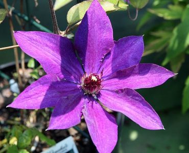 800px-clematis_the_president_1zz.jpg