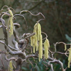 800px-corylus_avellana_contorta_0803a.jpeg