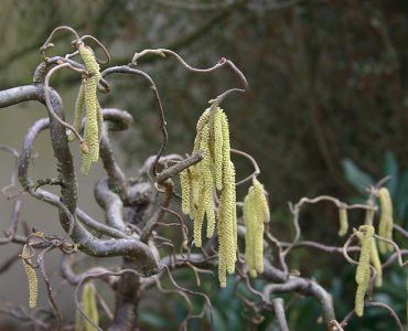 800px-corylus_avellana_contorta_0803a.jpeg