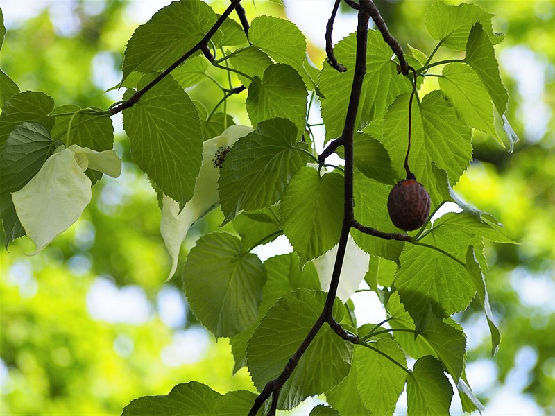 Davidia chińska"Sonoma"(Davidia involucrata) - obrazek 5