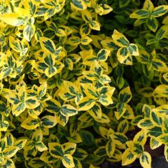 800px-euonymus_fortunei_gold_tip_2015-05-17_02.jpg