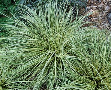 800px-evergold_sedge_carex_oshimensis_evergold_plant_3008px.jpeg