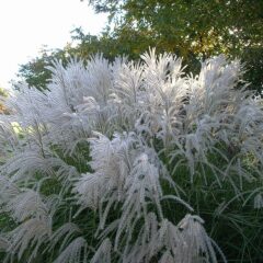 800px-fall_2007_1662718654.jpg