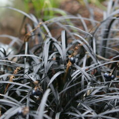 800px-flickr_-_brewbooks_-_black_mondo_grass_in_our_winter_garden.jpg