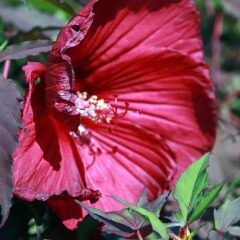 800px-hibiscus_moscheutos_fireball_1zz.jpg