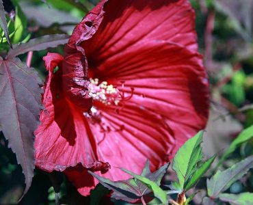 800px-hibiscus_moscheutos_fireball_1zz.jpg