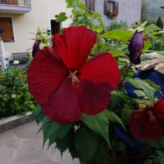 800px-hibiscus_moscheutos_piazzo_01.jpg