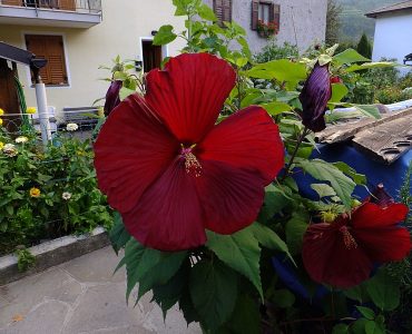 800px-hibiscus_moscheutos_piazzo_01.jpg