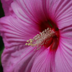 800px-hibiscus_pink.jpeg