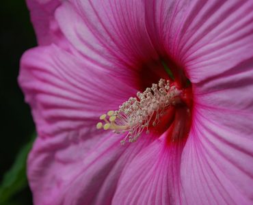800px-hibiscus_pink.jpeg