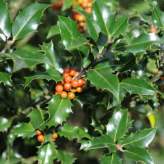 800px-ilex_aquifolium_eu.jpg