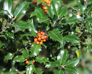 800px-ilex_aquifolium_eu.jpg