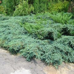 800px-juniperus-x-pfitzeriana.jpeg