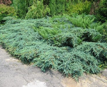 800px-juniperus-x-pfitzeriana.jpeg