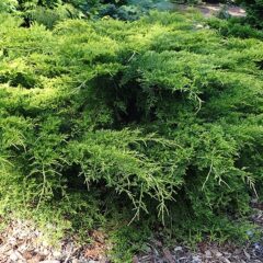 800px-juniperus__pfitzeriana_gold_coast_03-1.jpg