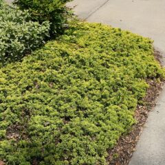 800px-juniperus_horizontalis_mother_lode_0zz.jpg