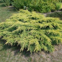 800px-juniperus_pfitzeriana_mathot_2018-07-08_3743.jpg
