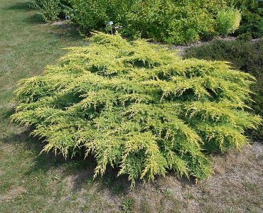 800px-juniperus_pfitzeriana_mathot_2018-07-08_3743.jpg