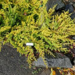 800px-juniperus_rigida_var._conferta_all_gold_juniperus_conferta_-_oregon_garden_-_silverton_oregon_-_dsc00246.jpg