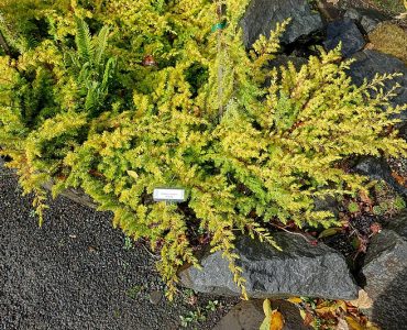 800px-juniperus_rigida_var._conferta_all_gold_juniperus_conferta_-_oregon_garden_-_silverton_oregon_-_dsc00246.jpg