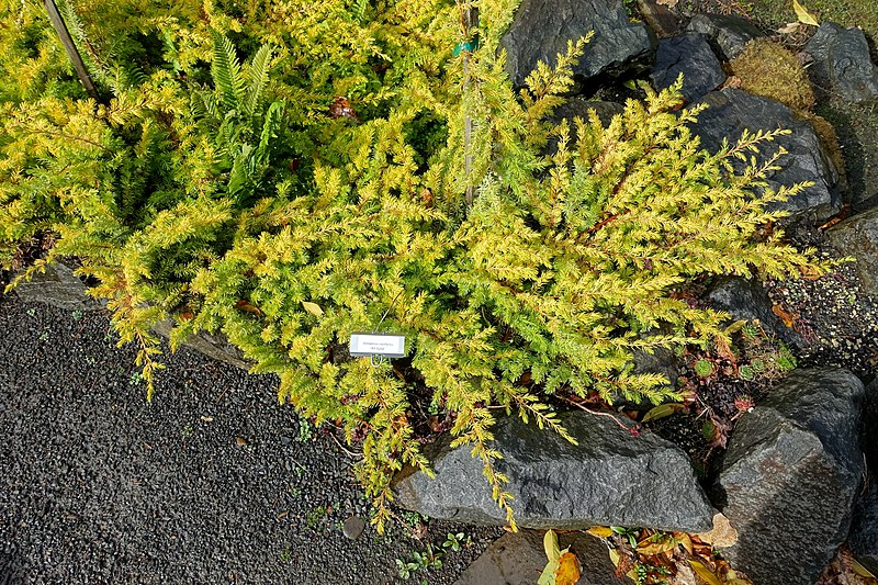 Jałowiec nadbrzeżny "Allgold"