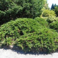 800px-juniperus_sabina_tamariscifolia_2018-07-09_4571.jpg