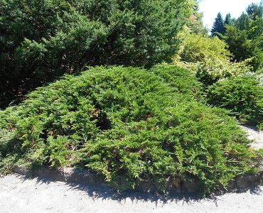 800px-juniperus_sabina_tamariscifolia_2018-07-09_4571.jpg