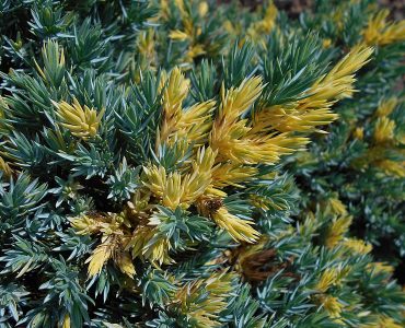 800px-juniperus_squamata_floreant_2020-06-23_08276.jpg