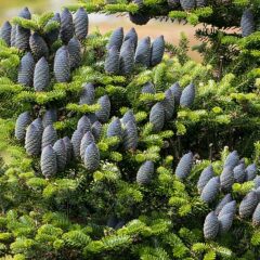 800px-korean_fir_-_branches_with_cones_2.jpg