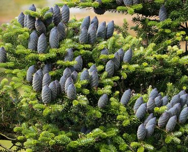 800px-korean_fir_-_branches_with_cones_2.jpg