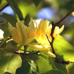800px-liriodendron_tulipifera_aureomarginatum_02.jpg