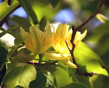 800px-liriodendron_tulipifera_aureomarginatum_02.jpg