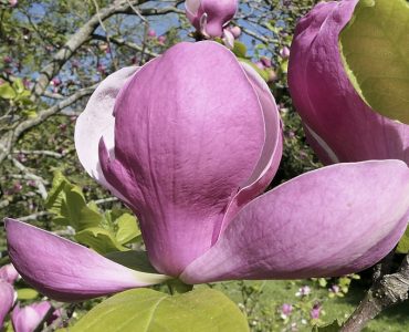 800px-magnolia_x_soulangeana_flower.jpg