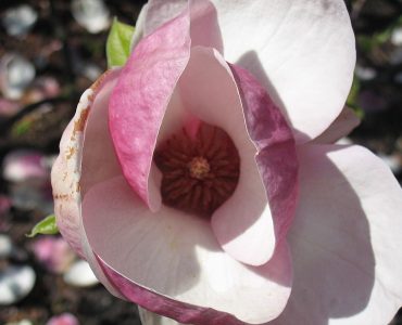 800px-magnolia_x_soulangeana_lennei_01.jpg
