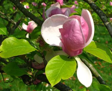 800px-magnolia_x_soulangeana_rustica_rubra_flower_by_line1.jpg