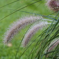800px-pennisetum_alopecuroides_lampenpoetsersgras_02.jpeg