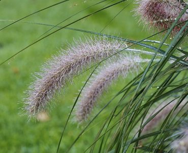 800px-pennisetum_alopecuroides_lampenpoetsersgras_02.jpeg