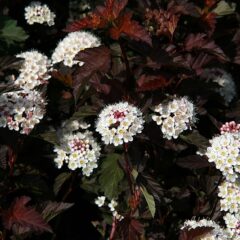 800px-physocarpus_opulifolius_coppertina_2zz.jpg