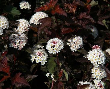 800px-physocarpus_opulifolius_coppertina_2zz.jpg