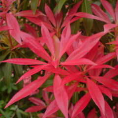 800px-pinkflowercloseup.jpeg