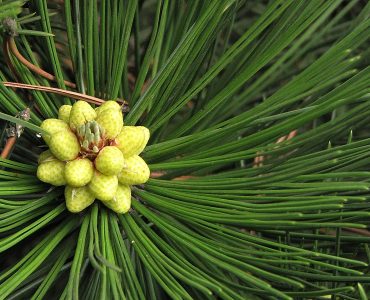 800px-pinus_heldreichii_compact_gem_sosna_bosniacka_2010-05-15_04.jpg