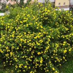 800px-potentilla_fruticosa_nt5.jpg