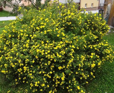 800px-potentilla_fruticosa_nt5.jpg