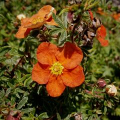 800px-potentilla_fruticosa_red_ace_03.jpg
