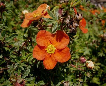 800px-potentilla_fruticosa_red_ace_03.jpg