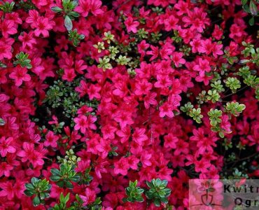800px-red-azalea-spring-flowers_-_west_virginia_-_forestwander.jpg
