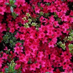 800px-red-azalea-spring-flowers_-_west_virginia_-_forestwander.jpg